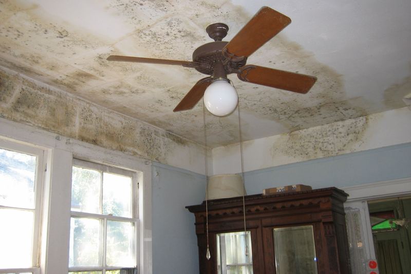 Ceiling with mould growth after prolonged water exposure